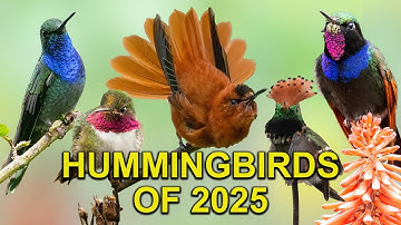 Rare & Beautiful 22 New Hummingbird Species | Recap 2025