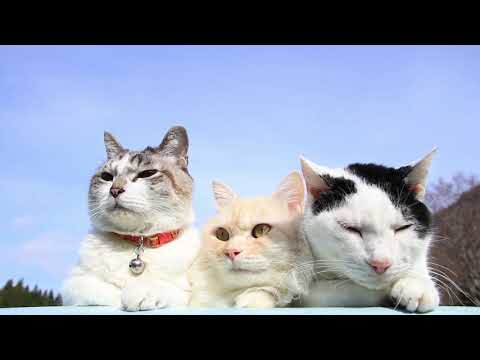 あおぞらのくろもふおちび　Cat under the blue sky　210511