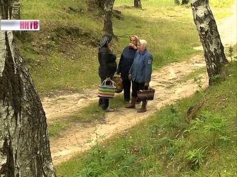 В лесах Нижегородской области раньше обычного начался грибной сезон