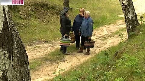 В лесах Нижегородской области раньше обычного начался грибной сезон