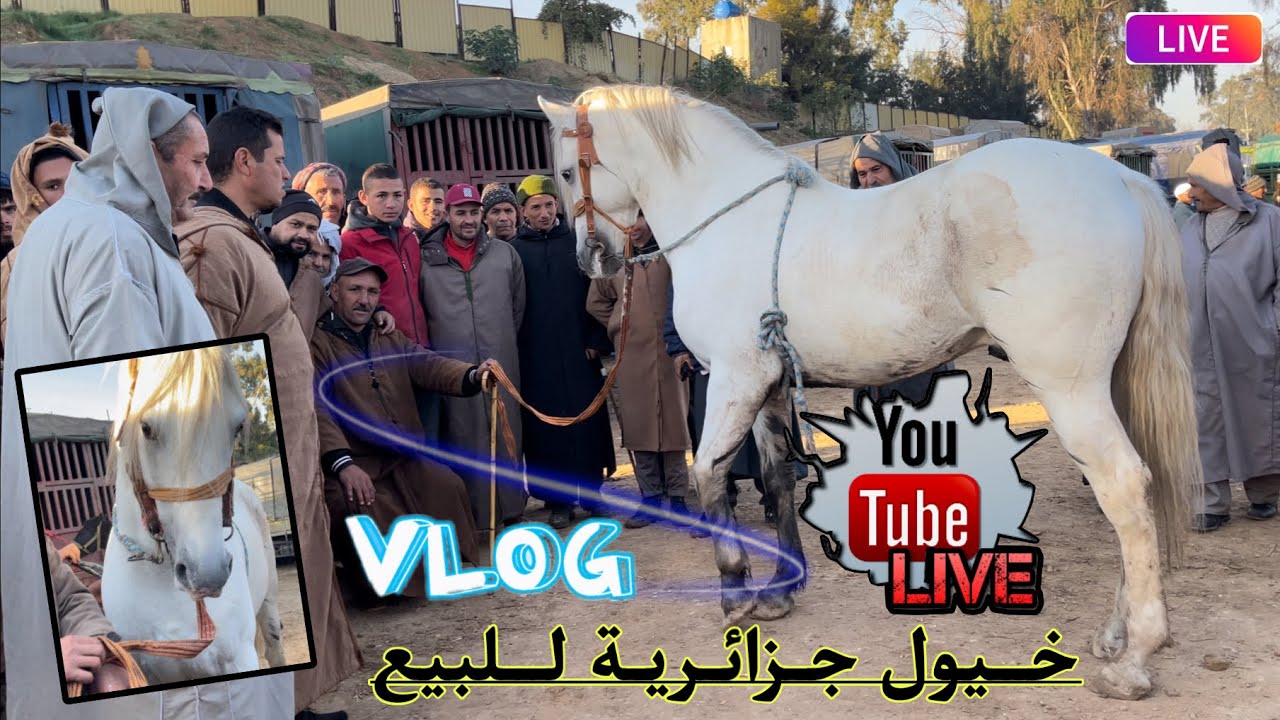 عود نتاع 100 مليون عطاوني فيه 30 مليون ا جولة في سوق الخيول أم الذروع لولاية شلف 🏇🐎🎠🐴