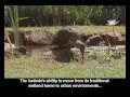 Hadedas