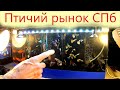 Вкусная конфетка. Птичий рынок Санкт-Петербурга.