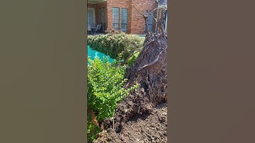 Trees Uproot Into Pool