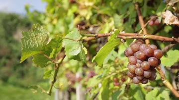 Free Stock Footage - Vineyard