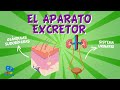 EL APARATO EXCRETOR | Videos Educativos para Niños