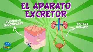 EL APARATO EXCRETOR | Videos Educativos para Niños