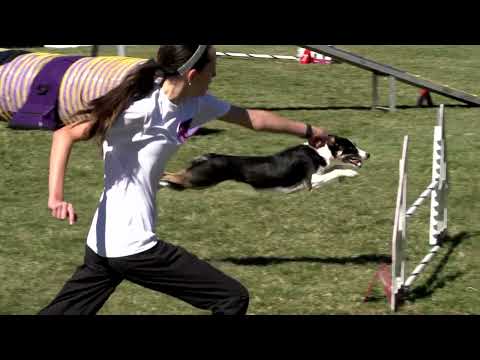 Video: Purina Incredible Dog Challenge Ulusal Finallerine Hazır Olun