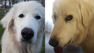 Great Pyrenees gets FIXED | Storytime, Do we recommend or regret?