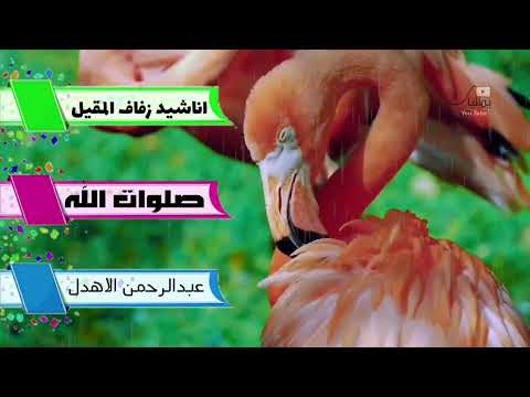 صلوات الله كل ضحى من اناشيد زفاف المقيل رائعة