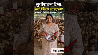 सिर्फ प्याज और गुड़ से रोकें मुर्गियों की मौत! Desi Chick Summer Tips #PoultryFarming#MurgiPalan
