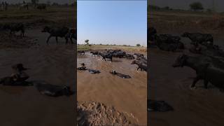 Buffaloes Bathing in Flood Water | Real Village Life in Pakistan | Desi Farming Scene