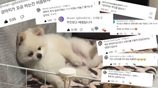 천만뷰 꼬긁견 “민대박” 댓글보고 집나가버린 집사