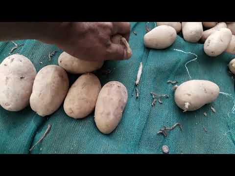 فيديو: تحضير البطاطس قبل الزرع