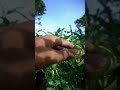KONDISI TERKINI CABE ASMORO