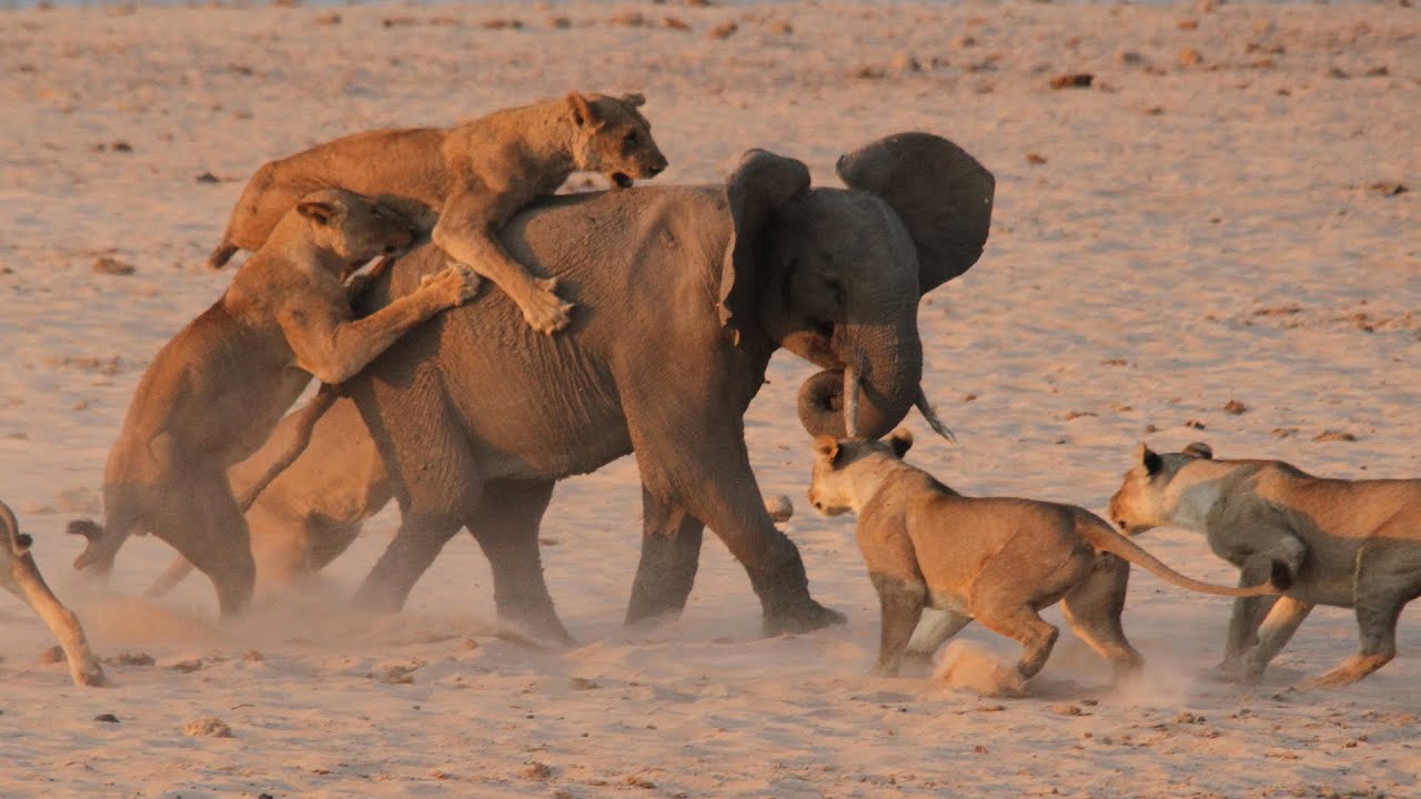 Хищники дикой африки видео. Поведение животных. Львы охотятся на слонов.