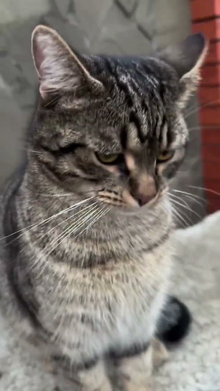 C magnifique vidéo chat