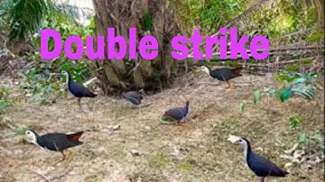 Mikat ruak ruak di siang bolong double strike