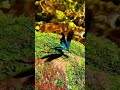Mystical instrumental and relaxing music accompanied by magnificent natural scenery. #relaxingmusic