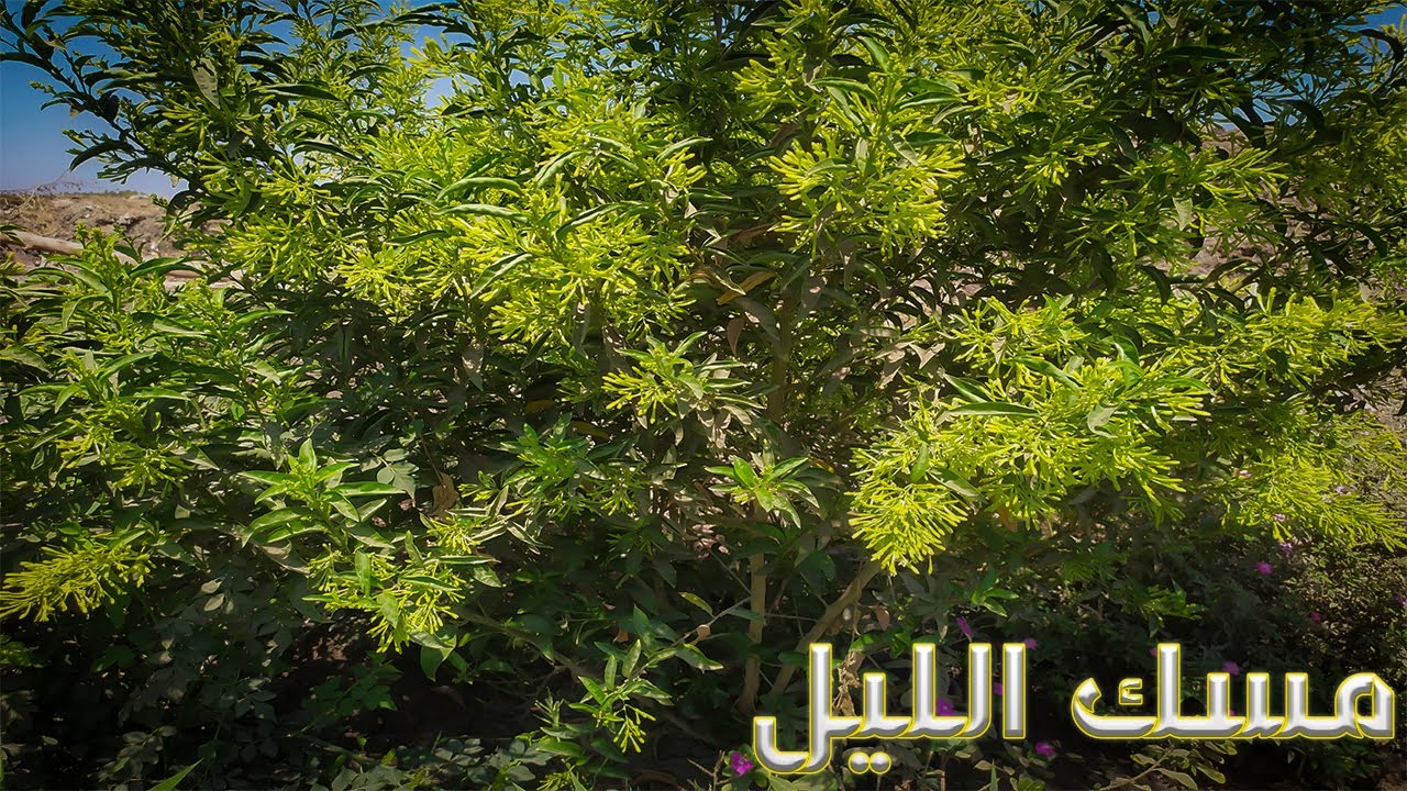 نبات مسك الليل اكثار وتزهير ورى وتسميد (Jasmine night)