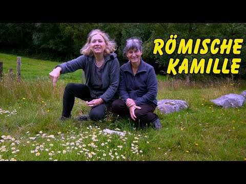 Video: Pupavka - Römische Kamille