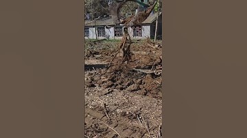Excavator uprooting tree roots, although fun, a bit tiring #shorts