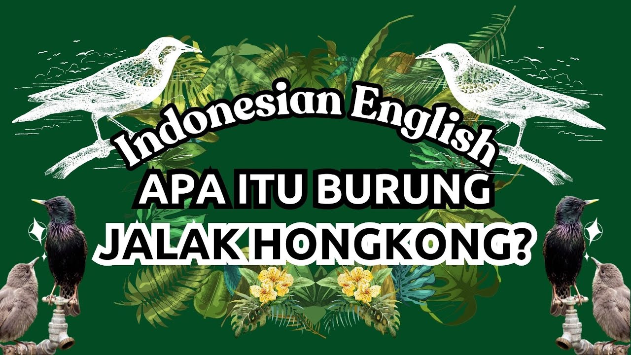 Indonesian English APA ITU BURUNG JALAK HONGKONG - YouTube