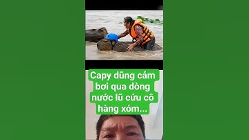 capybara dũng cảm bơi qua dòng lũ cứu cô hàng xóm... #capybara