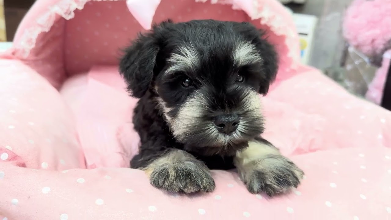 ミニチュアシュナウザー ちさと・3くん | 【公式】子犬のブリーダー