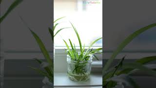 Tropical Plants You Can Grow in Just Water #shorts #plants