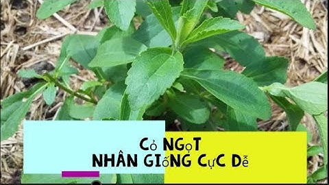 Cây Cỏ Ngọt  ||  Vlog 1 - Cách nhân giống siêu dễ với cây cỏ ngọt  ||  Hạnh Phúc Vlog.