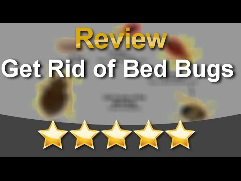 rid bugs bed