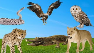 The Hunting Habits of Lioness, Cheetah, Eagle, Crocodile, Owl, Snake by Animal Kingdom 1,708 views 11 months ago 10 minutes, 7 seconds