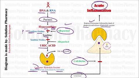 Mechanism of Action of Allopurinol and Colchicine used in Gout  (HINDI)