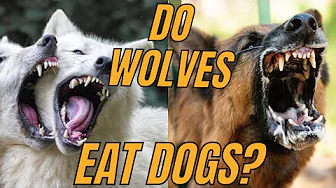 Do WOLVES really EAT DOGS?