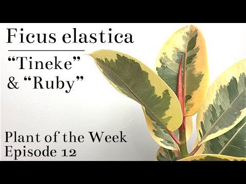 वीडियो: फिकस रोबस्टा (25 फोटो): घर पर इलास्टिका फिकस की देखभाल की विशेषताएं। प्रकृति में रबर युक्त फ़िकस के फूलने में क्या अंतर है?