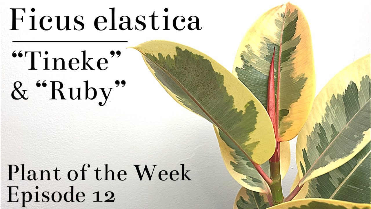 How To Care For Ficus elastica “Tineke” & “Ruby” Variegated Rubber Tree    Plant Of The Week Ep. 12