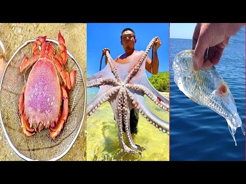 Catching Seafood, Fish, Clam, Octopus, Crab, Shrimp | Fishing Videos - Satisfying ASMR #23