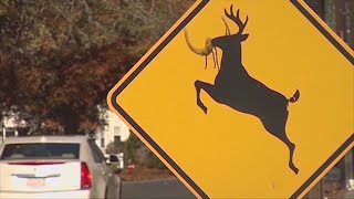AAA: Motorists advised to be cautious with deer on roads