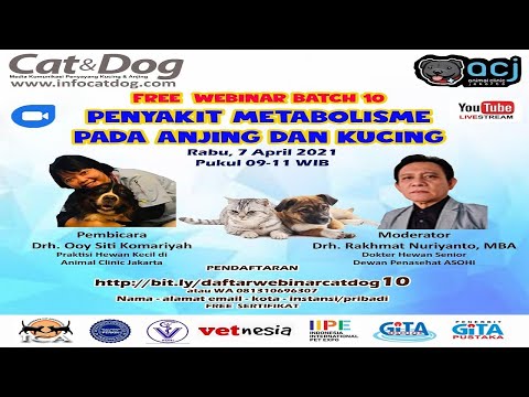 Video: Dandani Nasional Hari Hewan Kesayangan Anda: 10 Anjing dan Kucing Terbaik