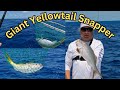 Giant yellowtail snapper how to master the art of reef fishing in the florida keys