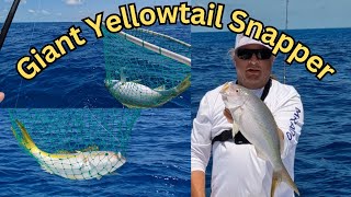 Giant Yellowtail Snapper, How To Master The Art Of Reef Fishing In The Florida Keys.