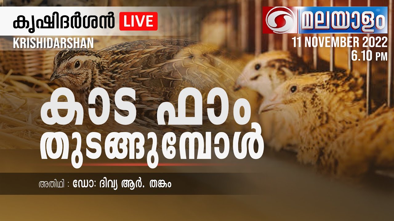 KRISHI DARSHAN  ||  കാട ഫാം  തുടങ്ങുമ്പോൾ  || കൃഷി ദർശൻ  |  11-11-2022   @ 06:10 PM | Live  Phone-in