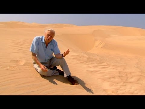 Why did the Ancient Elephant Bird Disappear? | Attenborough and the Giant Egg | BBC Earth