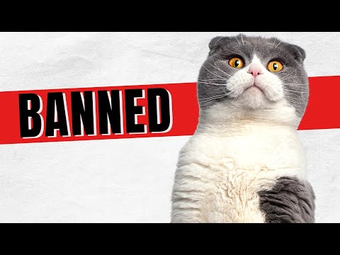 Should Scottish Fold Cats Be Banned? It's Complicated!