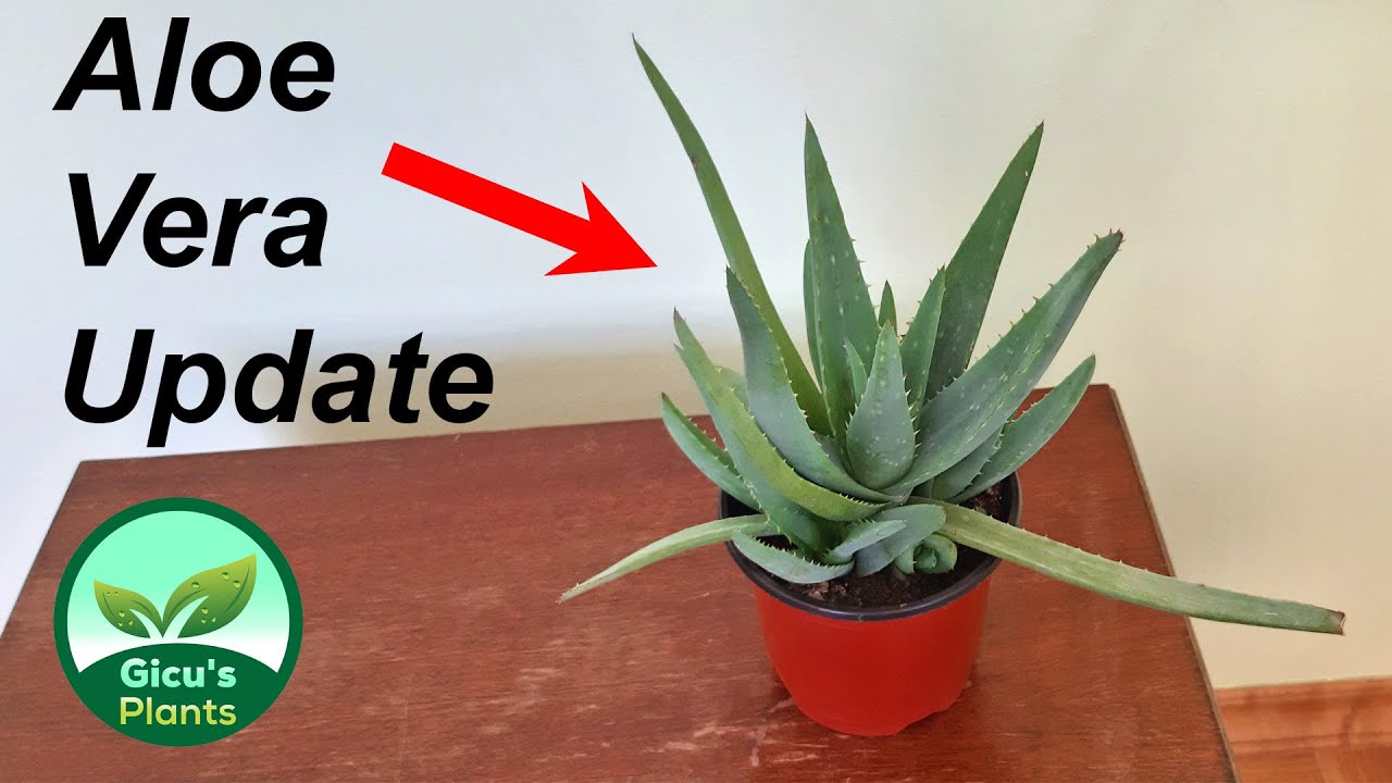 cum să refaci viziunea aloe ritualul viziunii