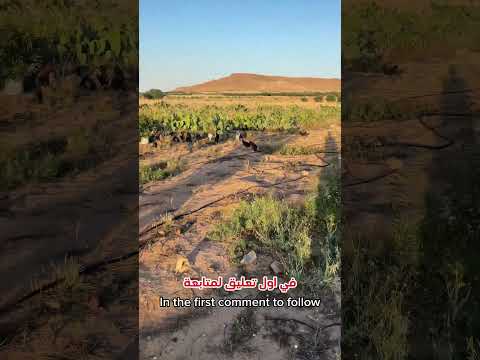 مشروع تربية الدجاج تربية الدجاج مشروع تربية الدجاج دجاج بلدي تربية دواجن مشاريع صغيرة فلاحة