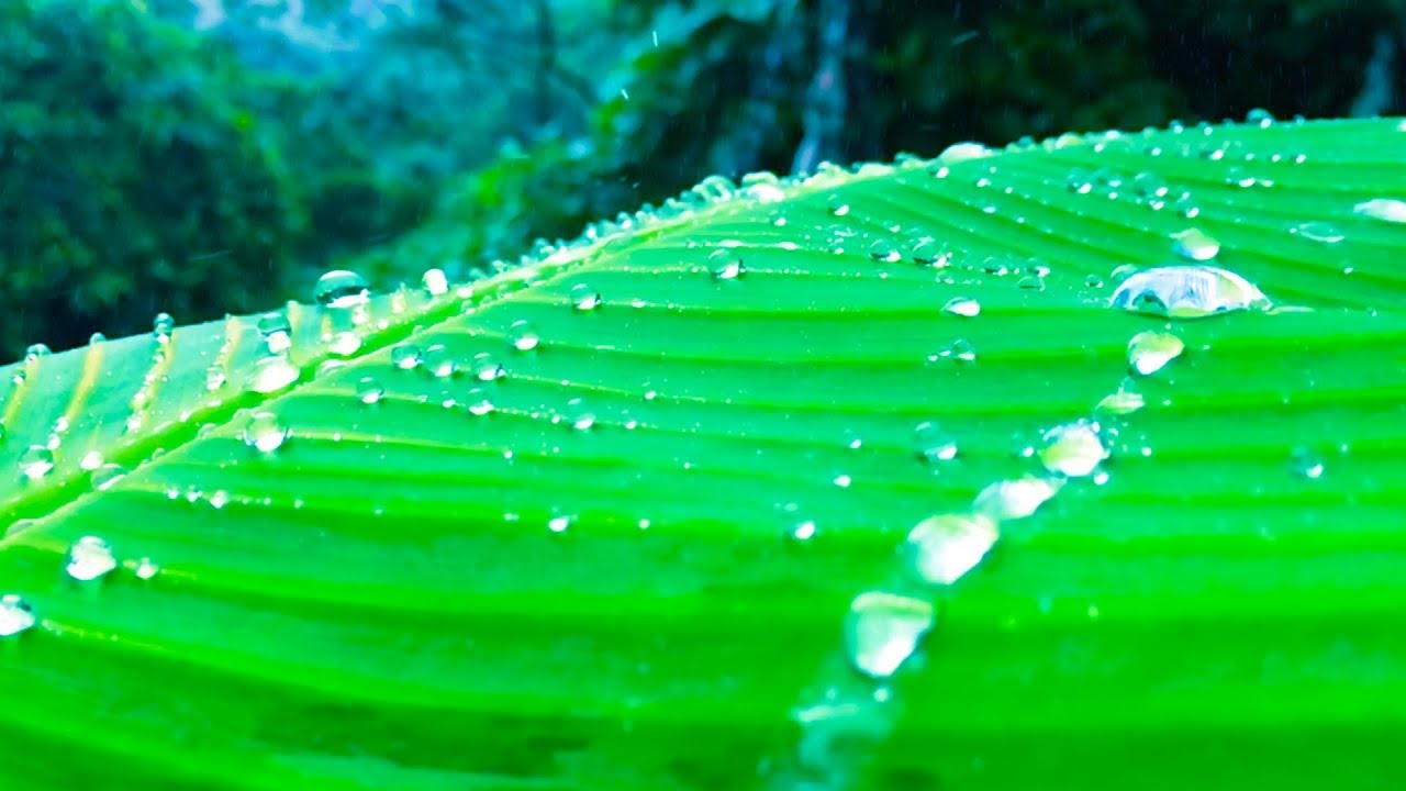 Sleep with Jungle Rain Sounds | Rainstorm White Noise 10 Hours
