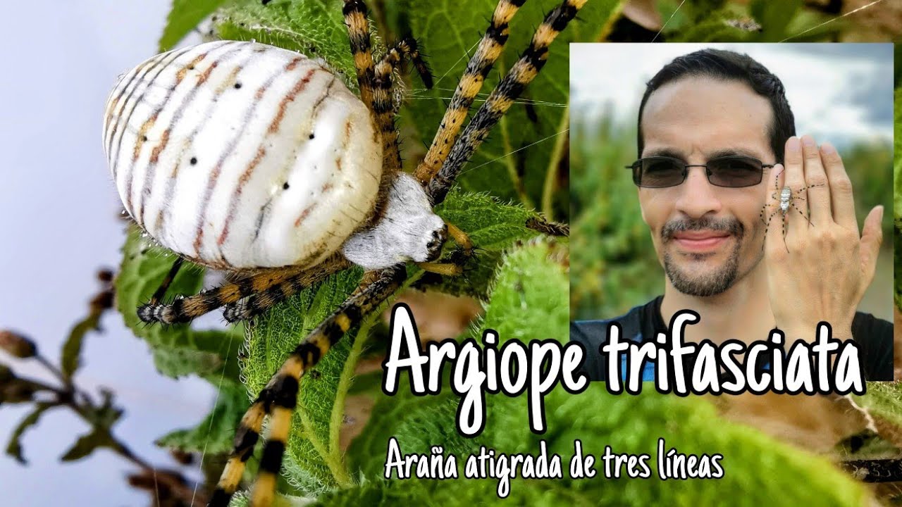 ¡Arañas que solo viven un par de meses! Argiope trifasciata, la araña ...