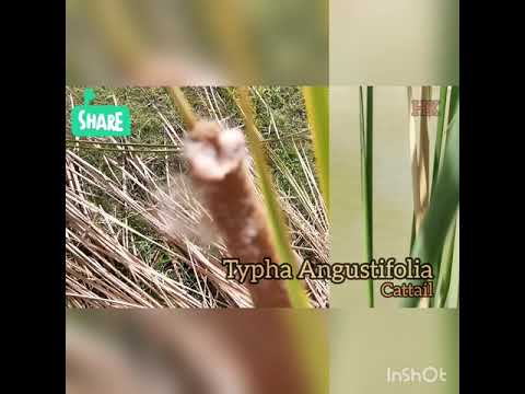 Video: Angustifolia cattail: сүрөт менен сүрөттөмө, айырмалоочу өзгөчөлүктөрү, колдонмо